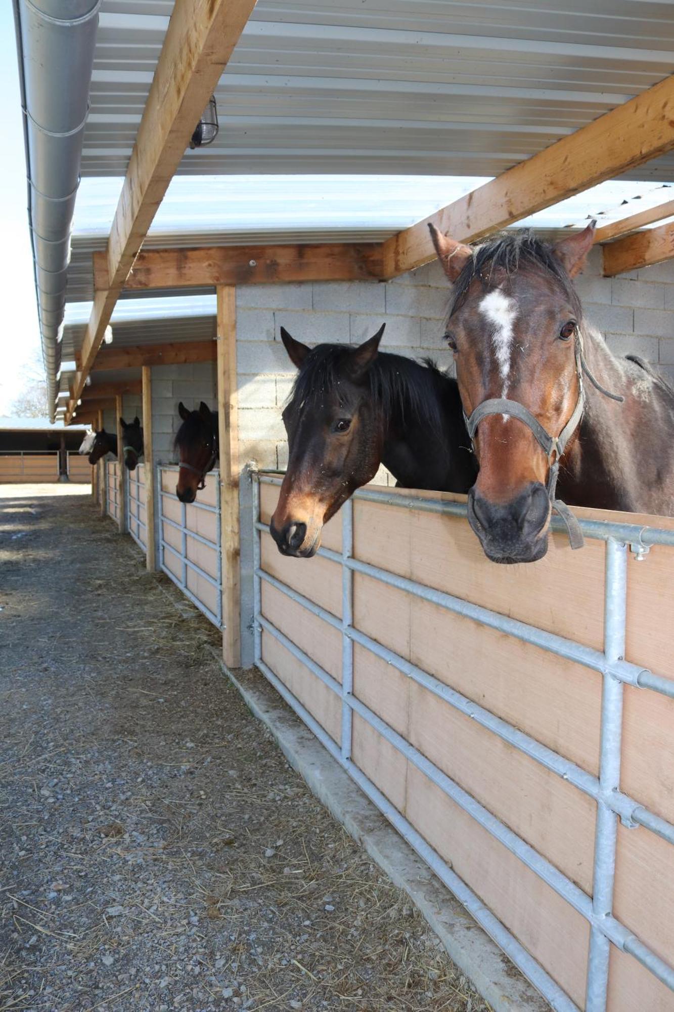 Decouverte D'Un Haras Proche Du Mont St Michel Hambye Экстерьер фото