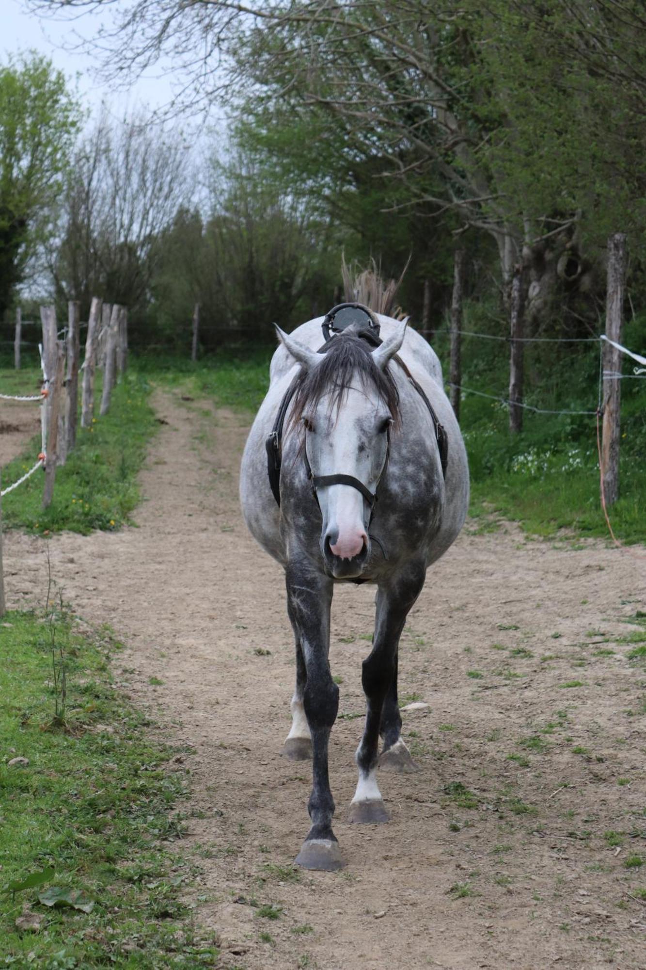 Decouverte D'Un Haras Proche Du Mont St Michel Hambye Экстерьер фото
